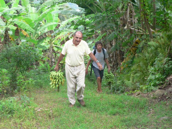 51- Transport de bananes 